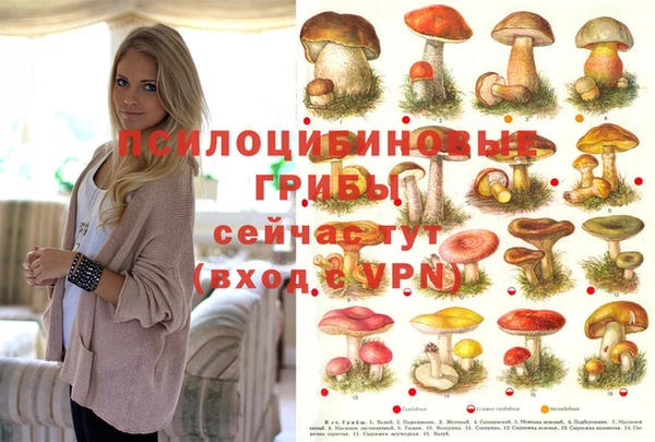 стаф Верея
