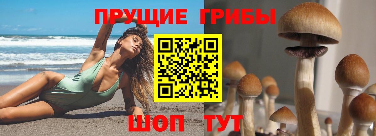 Псилоцибиновые грибы Psilocybe Мончегорск
